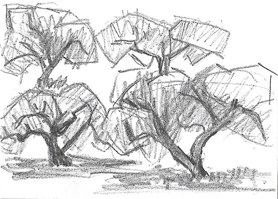 Taronger/Oliveres